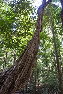 Guyana Prints: Monkey Ladder Vine (Bauhinia glabra) Iwokrama Rainforest Guiana Shield Guyana South America October