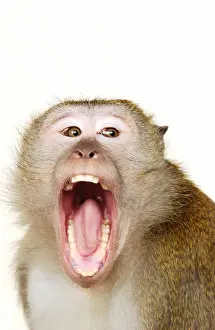 Yawn Prints: Monkey with mouth open