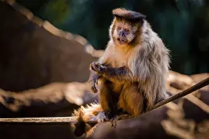 The Americas Prints: Monkey sit down looking with food on his hand, Pantanal, Brazil