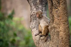 Sits Prints: A monkey sits perched on a tree trunk against a blurred forest background