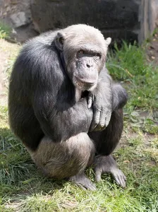 Calmness Prints: Monkey sitting, arms crossed