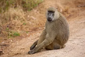 Environment Park Prints: Monkey is sitting on the road, baboon, on safari in Kenya