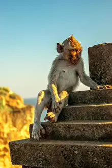 Macaque Prints: monkey thinking watching sunset at Uluwatu cliff in Bali indonesia