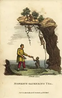 Monkeys gathering leaves from tea bushes high on a mountain and delivering them to their master