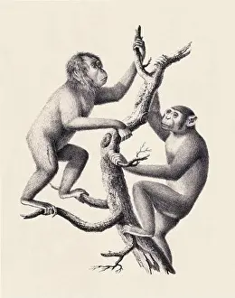 Soft Tones Prints: Monkeys illustration. Pencil sketch of monkeys isolated on an aged beige background