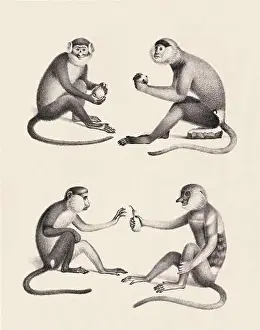 Soft Tones Prints: Monkeys illustration. Pencil sketch of monkeys isolated on an aged beige background