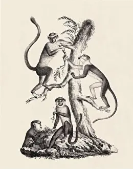 Soft Tones Prints: Monkeys illustration. Pencil sketch of monkeys isolated on an aged beige background
