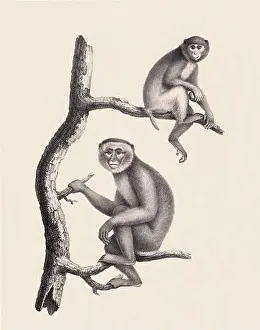 Soft Tones Prints: Monkeys illustration. Pencil sketch of monkeys isolated on an aged beige background