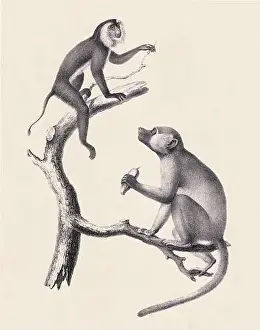 Monkeys illustration. Pencil sketch of monkeys isolated on an aged beige background