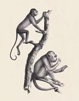 Monkeys illustration. Pencil sketch of monkeys isolated on an aged beige background
