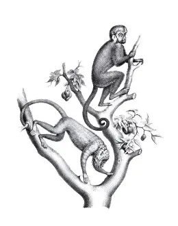Monkeys illustration. Pencil sketch of monkeys isolated on a plain white background