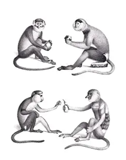 Soft Tones Prints: Monkeys illustration. Pencil sketch of monkeys isolated on a plain white background