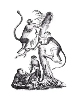 Soft Tones Prints: Monkeys illustration. Pencil sketch of monkeys isolated on a plain white background