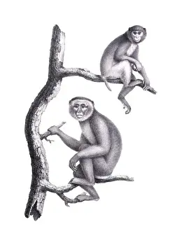 Monkeys illustration. Pencil sketch of monkeys isolated on a plain white background