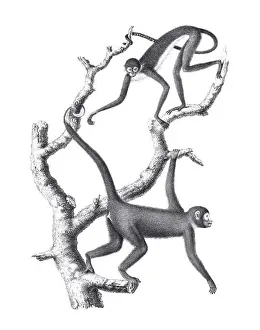 Soft Tones Prints: Monkeys illustration. Pencil sketch of monkeys isolated on a plain white background