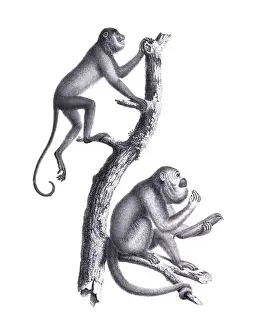 Soft Tones Prints: Monkeys illustration. Pencil sketch of monkeys isolated on a plain white background