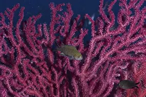 South France Prints: Monkfish (Chromis chromis) swimming in front of pink Violescent sea-whip (Paramuricea clavata)