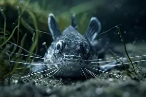 Coloration Prints: A monkfish with large eyes and a wide mouth looks into the camera