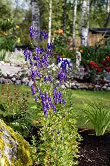 Buttercup Prints: Monkshood, Äkta stormhatt (Aconitum napellus)