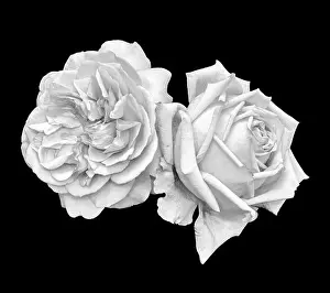 Familiar Prints: Monochrome bright fine art still life macro of a pair of isolated rose blossoms
