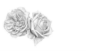 Monochrome bright fine art still life macro of a pair of isolated rose blossoms