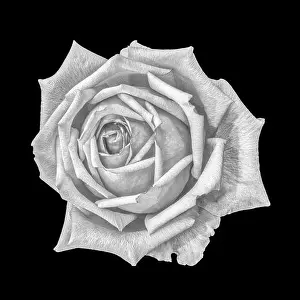 Monochrome fine art still life bright floral macro flower image of a single isolated white rose blossom