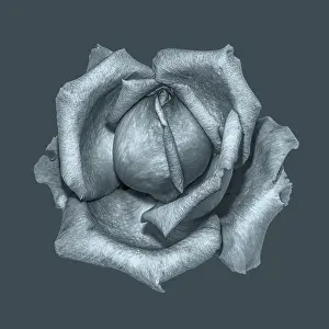 Monochrome fine art still life floral macro of a single isolated metallic rose blossom