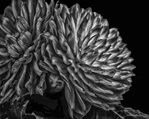 Dahlia Prints: Monochrome fine art macro fantastic realism portrait of an isolated single flowering dahlia blossom on black background