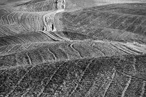 Dreamland Prints: Monochrome landscape of field with alone cypress