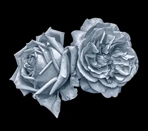 Familiar Prints: Monochrome selen toned fine art still life macro of a pair of isolated rose blossoms