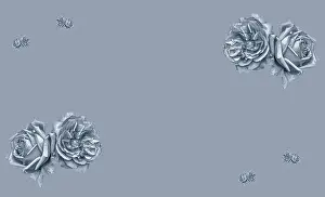 Familiar Prints: Monochrome selen toned fine art still life macro of pairs of isolated rose blossoms
