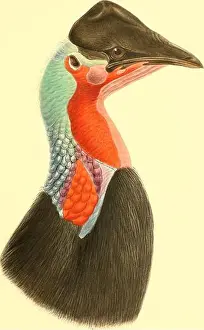 Bookdecade1900 Prints: A monograph of the genus Casuarius