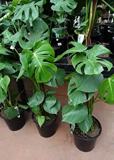Monstera Deliciosa or known as Swiss cheese plant growing in a pot