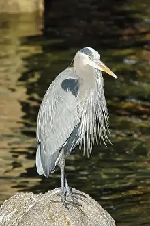 Egret Prints: Monterey, CA. USA - 14th January