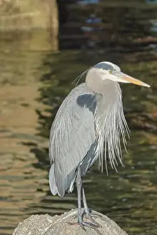 Egret Prints: Monterey, CA. USA - 14th January