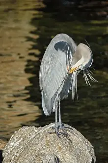 Egret Prints: Monterey, CA. USA - 14th January