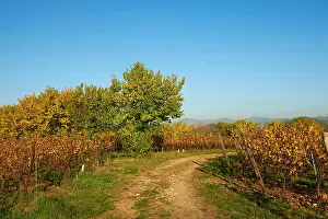 Autumnal Prints: Monterotondo (Bs), Franciacorta, Italy, a vineyard in november