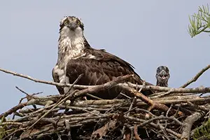 Turning Prints: A monther osprey keeping watch over her chicks