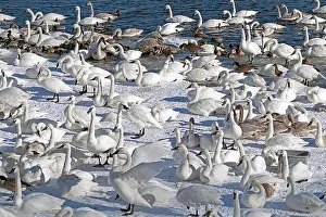 Minnesota Prints: Monticello trumpeter swans gathered near the river