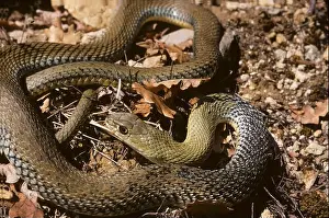 Bilateria Prints: Montpellier Snake ; Subspecies: Malpolon monspessulanus monspessulanus
