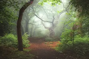 Enchanting Prints: A moody, ethereal lush woodland forest and twisted oak tree in atmospheric misty fog at Ravelston Woods in Edinburgh