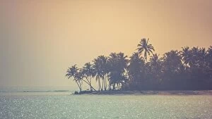 Trees Collection: Moody topical beach background, palm trees and shine clear water surface