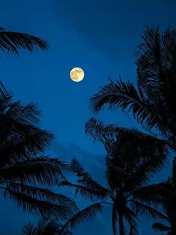 Moonlight Prints: Moon and Palm Trees. Miami Beach. Florida. USA