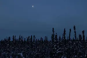 Delta Junction Prints: Moon over trees on a foggy winter morning on the Alaskan Highway near Delta Junction