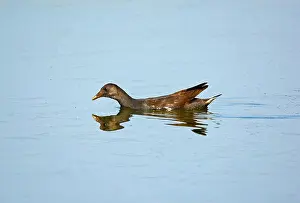 Fresh Water Prints: Moorhen, Female swimming
