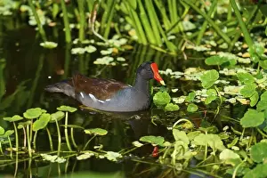 Natural Environments Prints: Moorhen (Gallinula chloropus), swimming on water