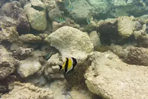 Red Sea Prints: Moorish Idol (Zanclus cornutus)