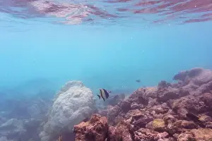 Red Sea Prints: Moorish Idol (Zanclus cornutus)