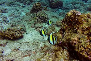 Tropical Fish Prints: Moorish Idol (Zanclus cornutus) in the coral reef of Maldives island