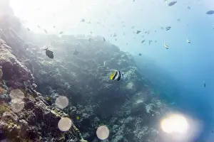 Tropical Fish Prints: Moorish Idol (Zanclus cornutus) in the coral reef of Maldives island